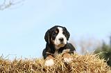 GRAND BOUVIER SUISSE 013